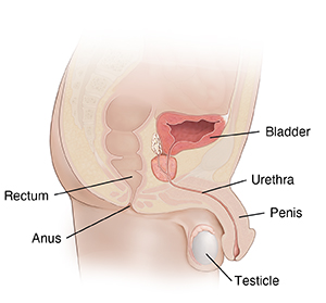 Side view of male genital area showing rectum, bladder, urethra, anus testicle, and penis.