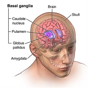 Basal ganglia, brain, skull, amygdala.