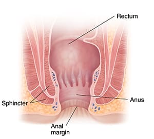 Cross section of end of digestive system, showing rectum, anus, sphincter, and anal margin.
