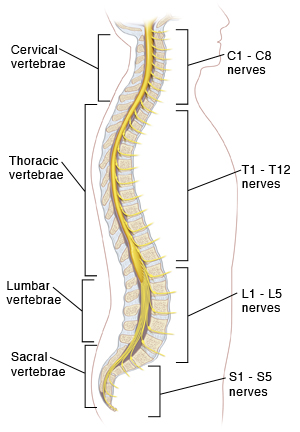 Side view cross-section of vertebral column showing spinal cord and spinal nerves.