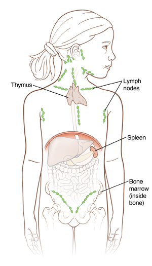 Outline of girl showing organs inside abdomen, outline of hip bone, thymus gland, and lymph nodes.