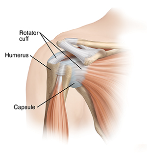 Front view of shoulder joint showing rotator cuff, humerus, and capsule.