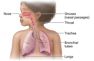 Respiratory system including nose, sinuses, throat, trachea, bronchial tubes, and lungs. 