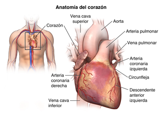 Anatomía del corazón y su ubicación en el cuerpo